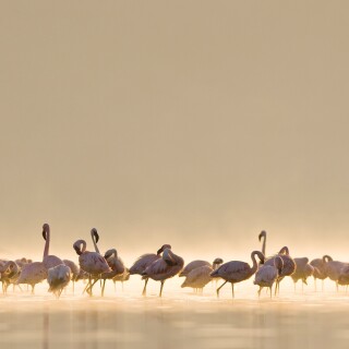 birds1_1826