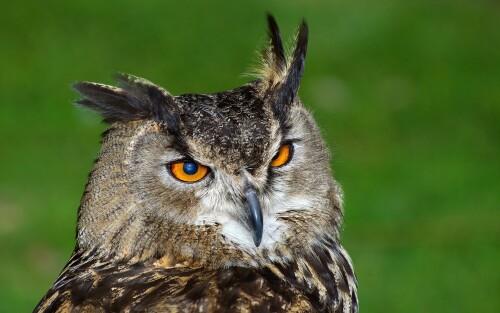 birds1_1834.jpg