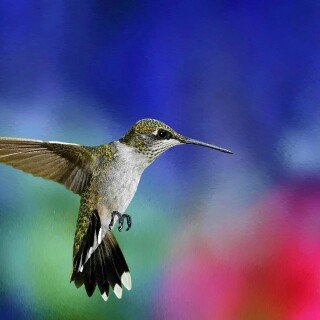 birds1_1853