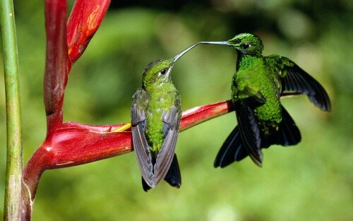 birds1_1858.jpg