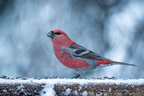 birds1 1881
