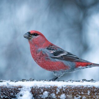birds1_1881