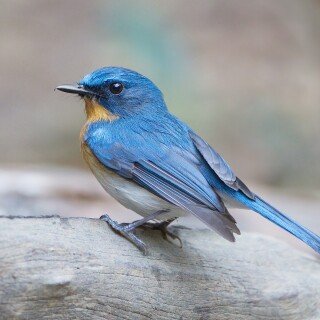 birds1_1885
