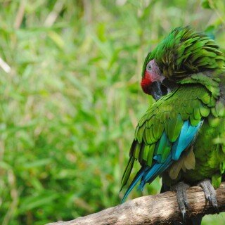 birds1_1902