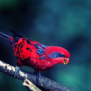 birds1_1927