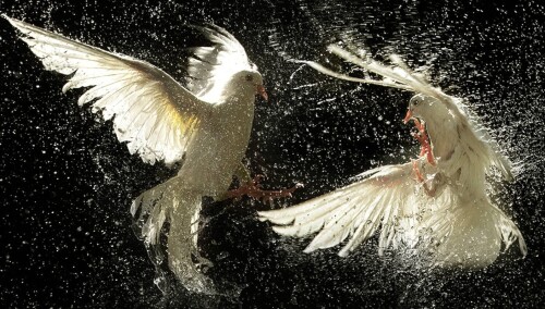 birds1_1963.jpg