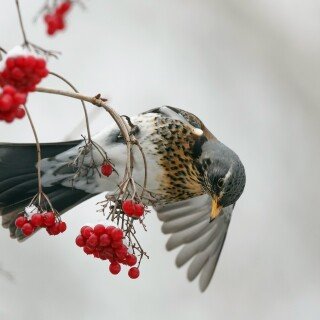 birds1_1986