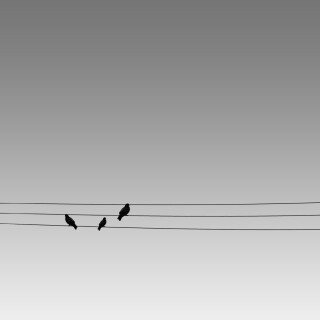 birds1_1995