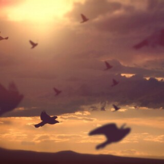 birds1_2007