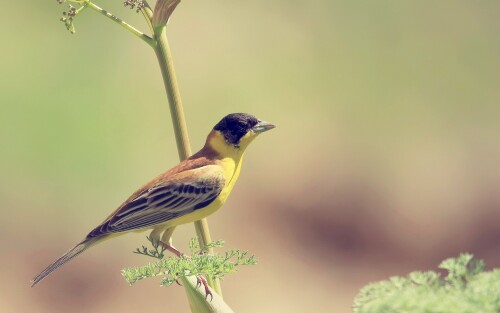 birds1 2013