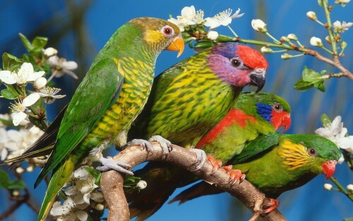 birds1_2014.jpg