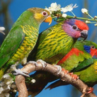 birds1_2014
