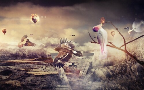birds1 2024