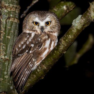 birds1_2038