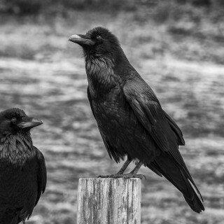 birds1_2046
