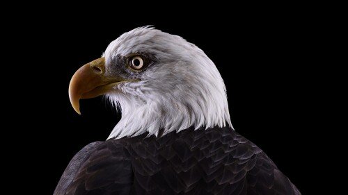 birds1 2048