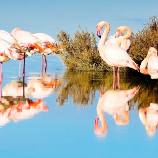birds1_2059
