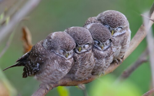 birds1 2062