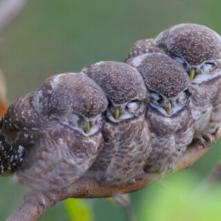 birds1_2062