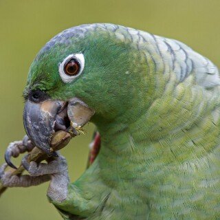 birds1_2068