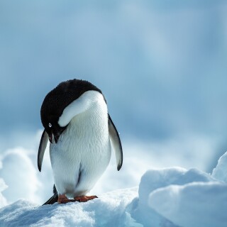birds1_2083