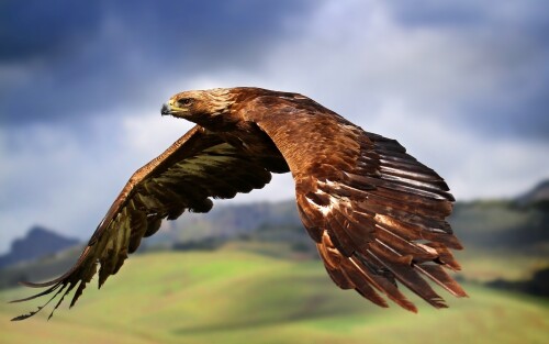 birds1 2093