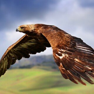 birds1_2093