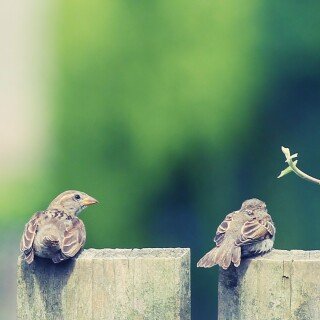 birds1_2101