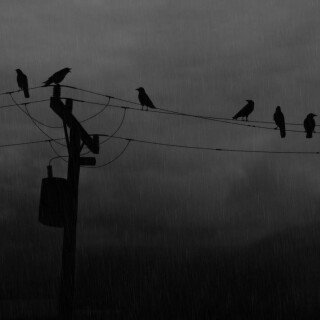 birds1_2115