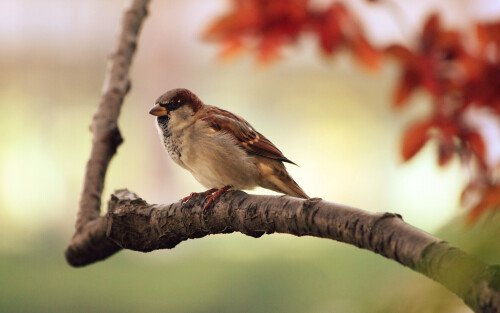 birds1 2116