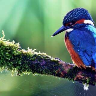 birds1_2128