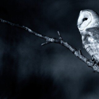 birds1_2130