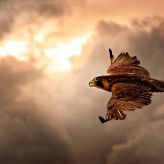 birds1_2137