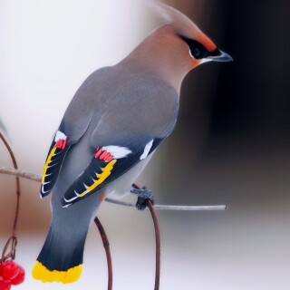 birds1_2156