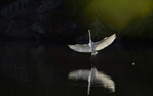 birds1 2159