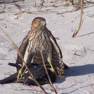 birds1_2173