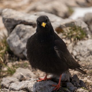 birds1_2187