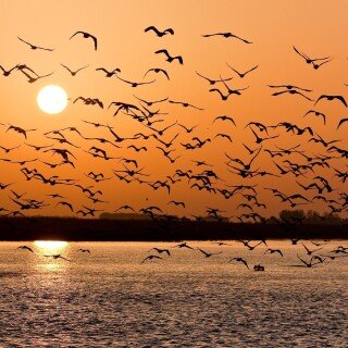 birds1_2197