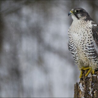 birds1_2198