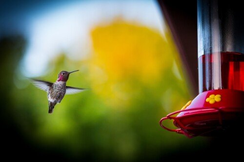 birds1 2203