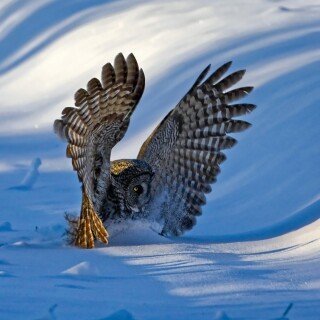 birds1_2222
