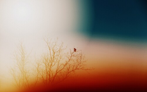 birds1_2234.jpg