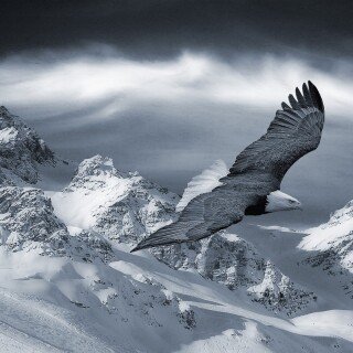 birds1_2241