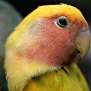 birds1_2244