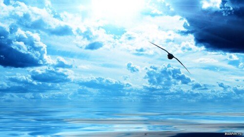 birds1_2246.jpg