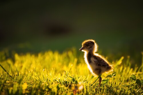 birds1 2261