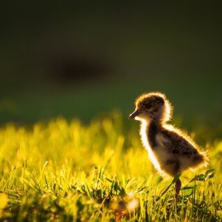 birds1_2261