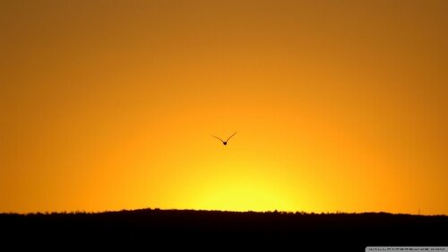 birds1_2265.jpg