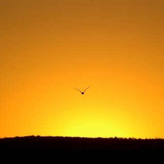 birds1_2265