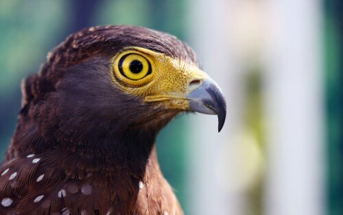 birds1_2269.jpg